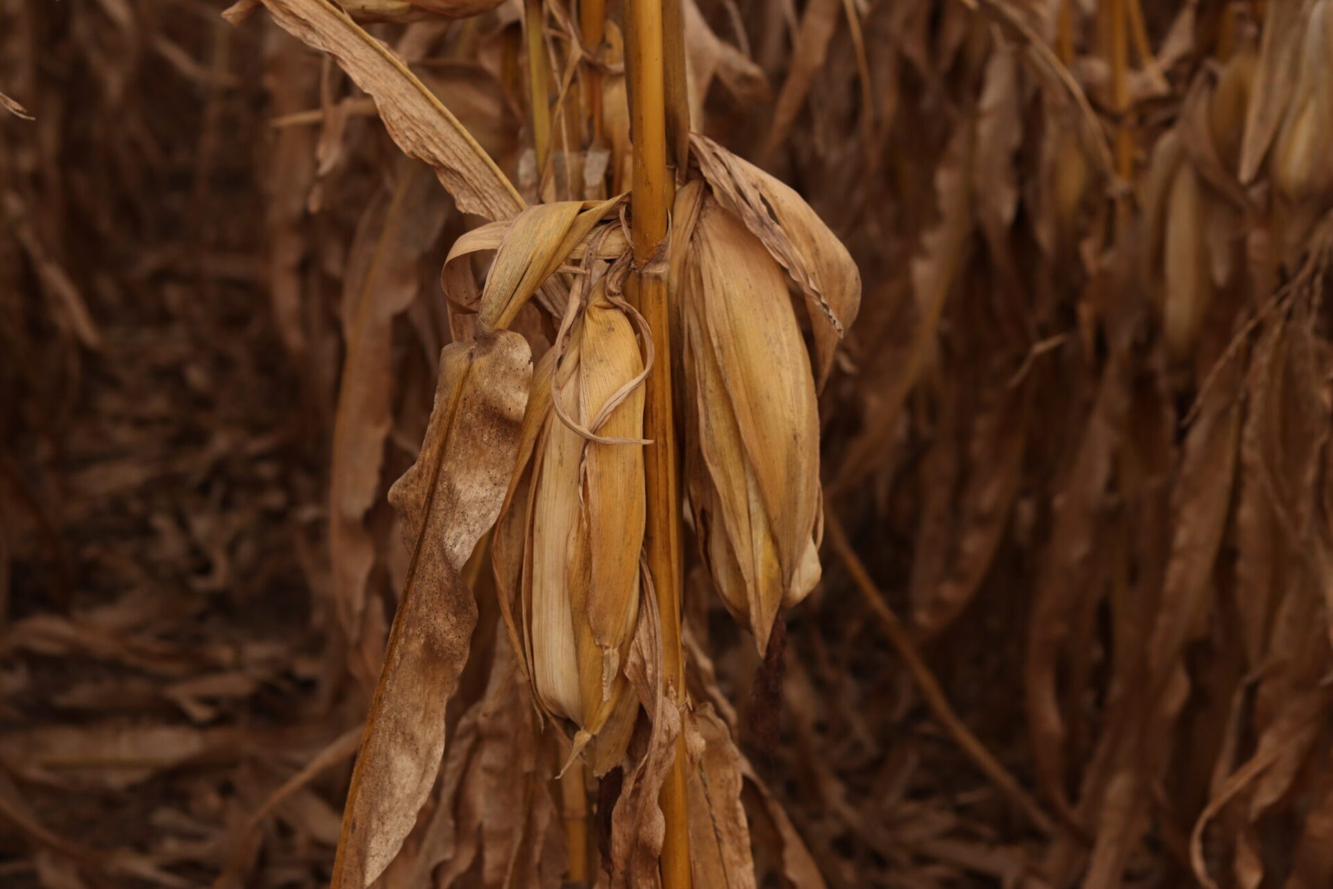 Iowa farmers say the end of federal health care tax credits will hit their budgets